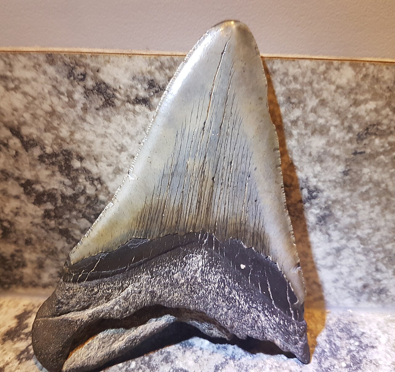 Dente di Megalodonte
