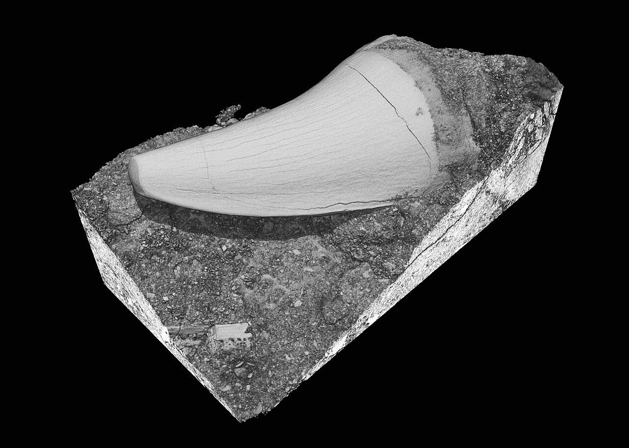 Dente di Mosasauro