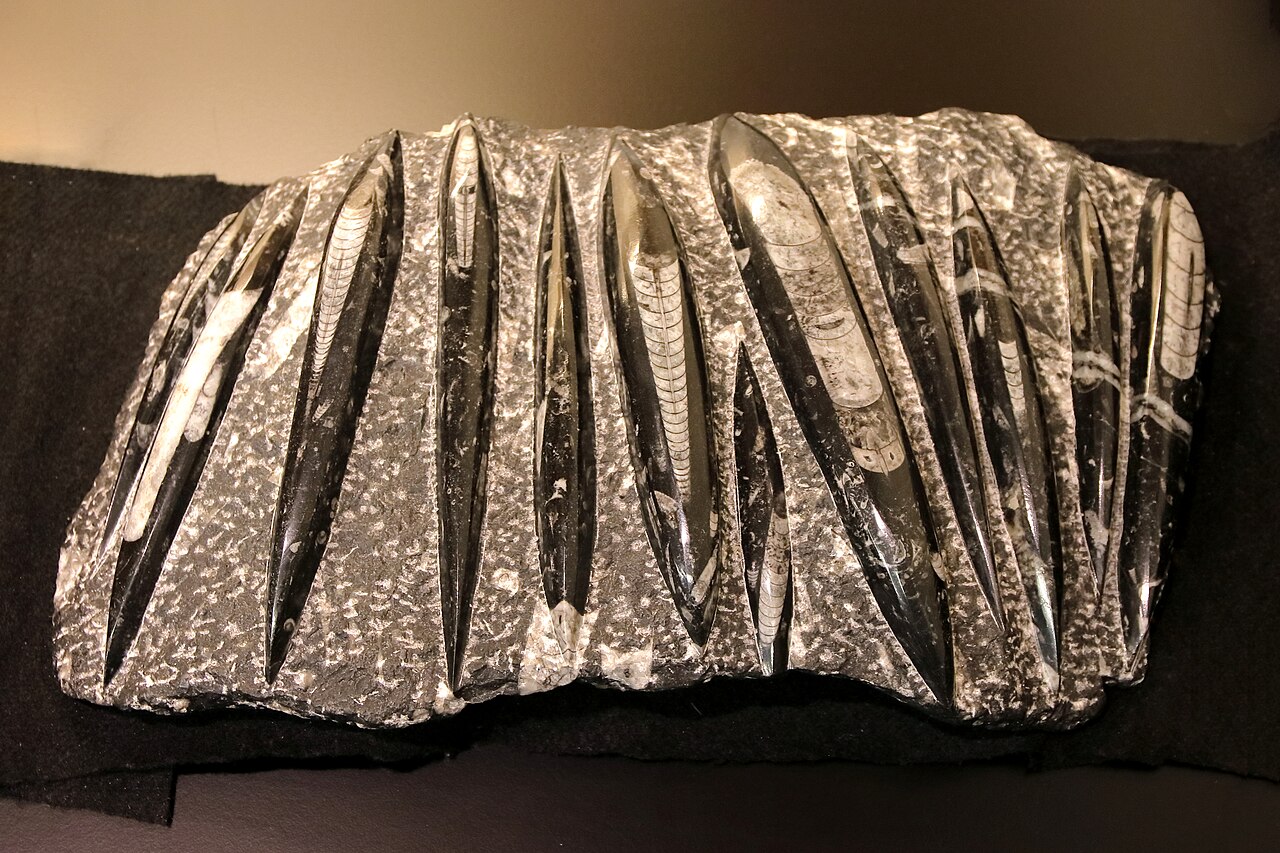 Orthoceras