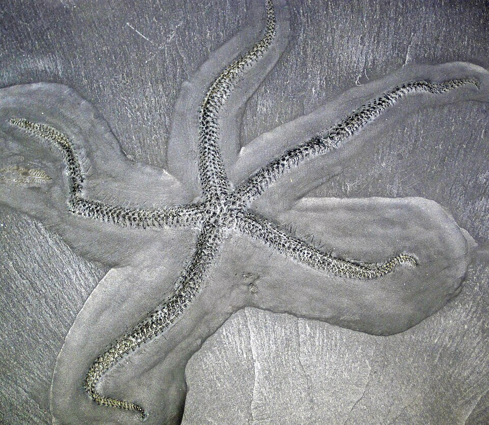 Pesce Fossile